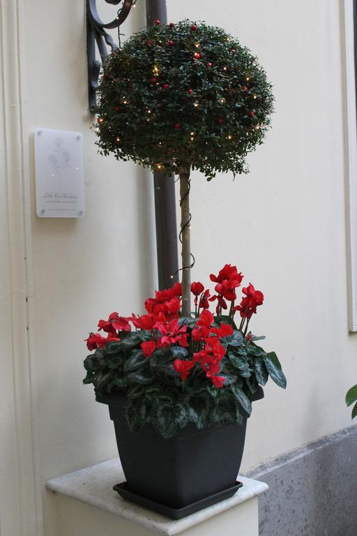 Guest house Little Rose 2*